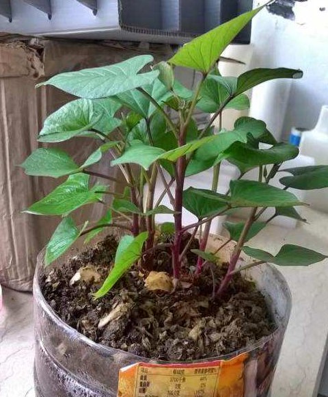 红薯