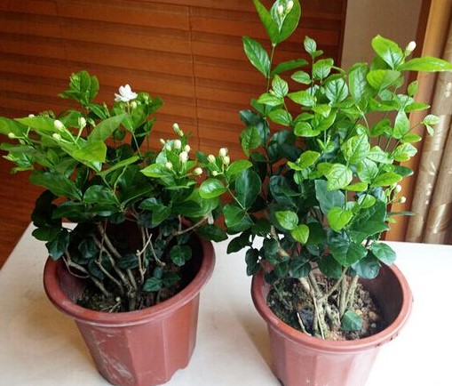 茉莉花