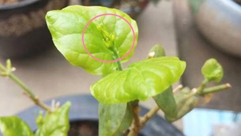 茉莉花