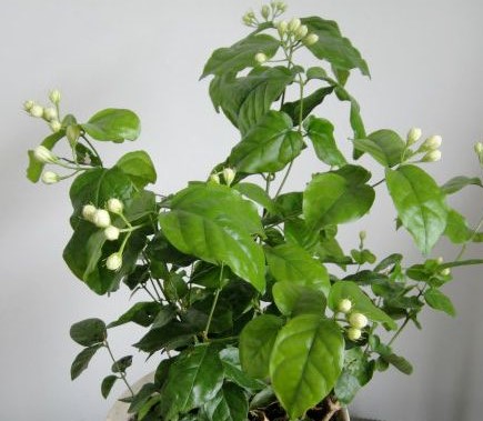 茉莉花