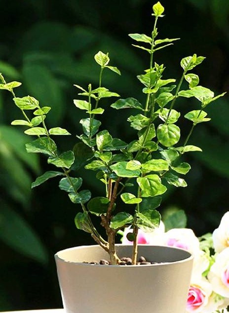 茉莉花