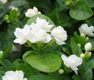 茉莉花