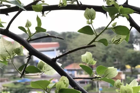 三角梅