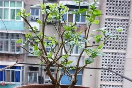 茉莉