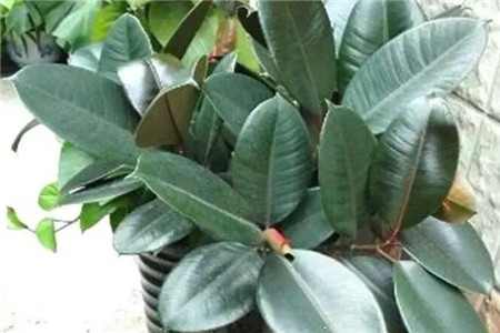 橡皮树
