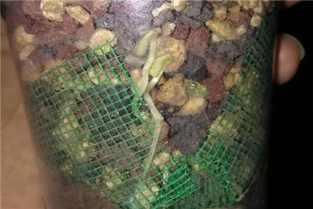 豆芽