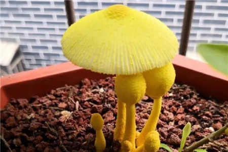 黄蘑菇