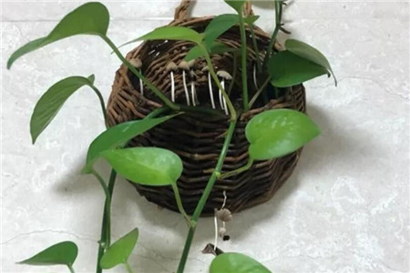 长出的菌类