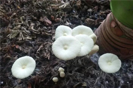 菌类
