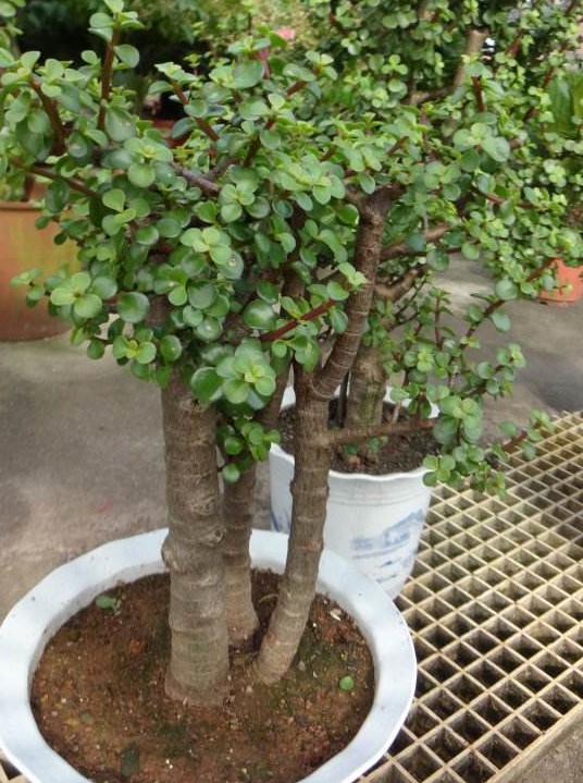 马齿苋树
