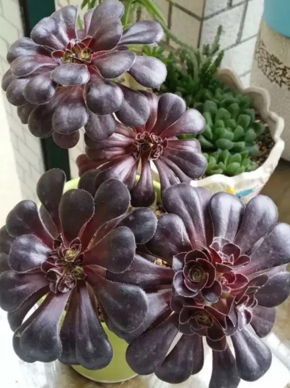 法师