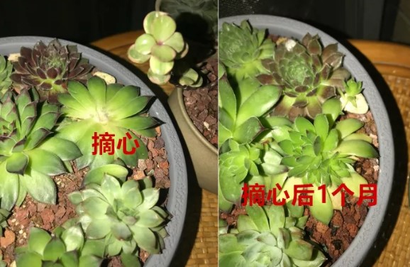 观音莲