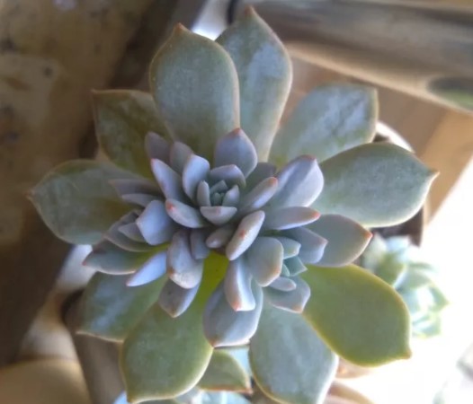 蓝鸟