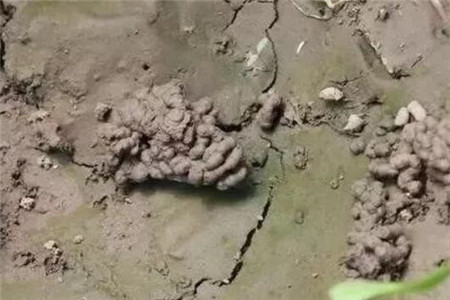 蚯蚓粪