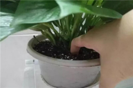 感受法判断是否浇水