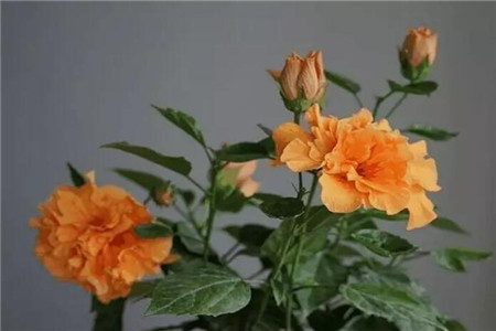 扶桑花