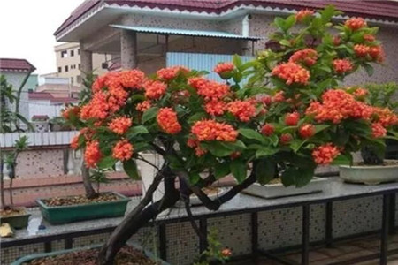 龙船花