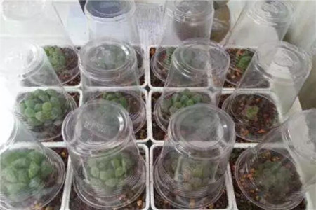 在多肉上罩一个塑料瓶 在多肉上罩一个塑料瓶
