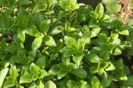 养心菜
