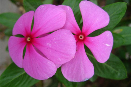 长春花