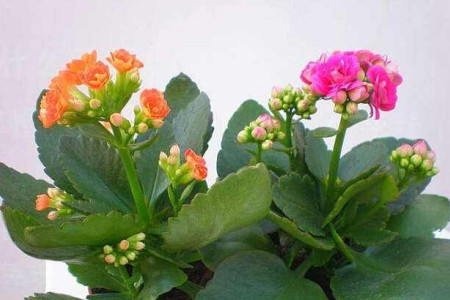 长寿花