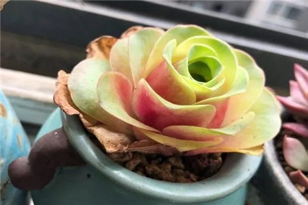 上色的山地玫瑰 上色的山地玫瑰