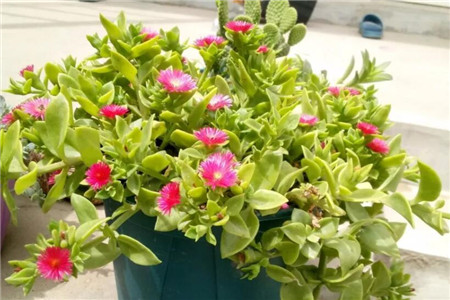 牡丹吊兰 牡丹吊兰