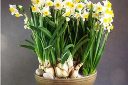水仙花
