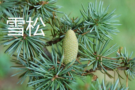 雪松