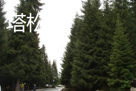 塔松
