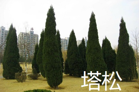 塔松