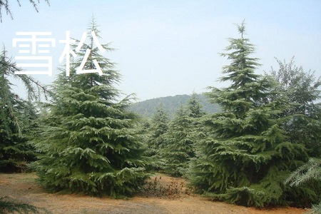雪松