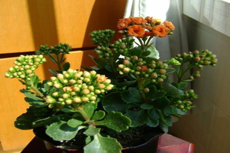长寿花