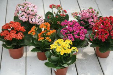 长寿花