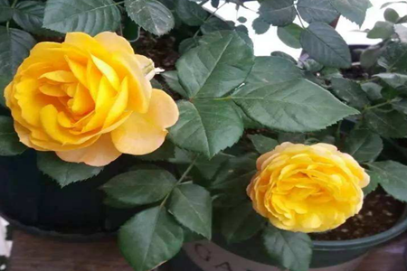 花卉