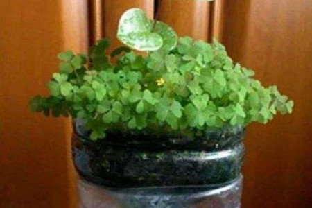 花盆