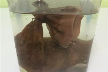 火龙果