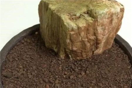 火龙果
