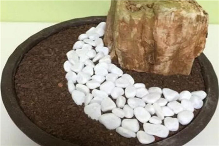 火龙果