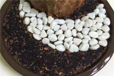 火龙果