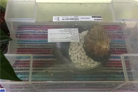 火龙果