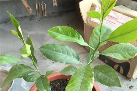 柠檬