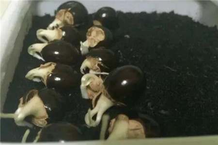 龙眼