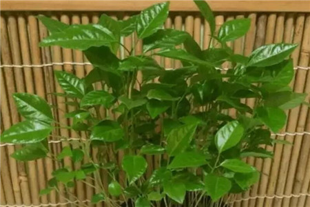 百香果