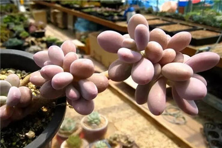 桃蛋