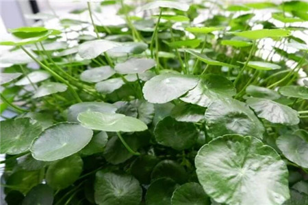 铜钱草