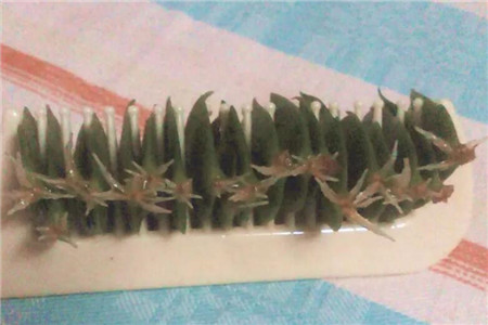 蟹爪兰