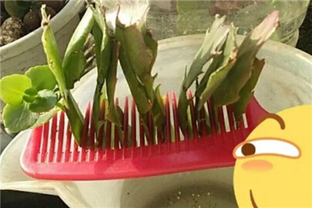 蟹爪兰