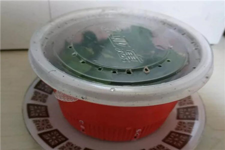 蟹爪兰