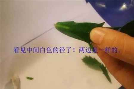 蟹爪兰